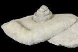 1.2" Mississipian Gastropod (Euomphalus) & Coral Fossil - Iowa - #130303-2